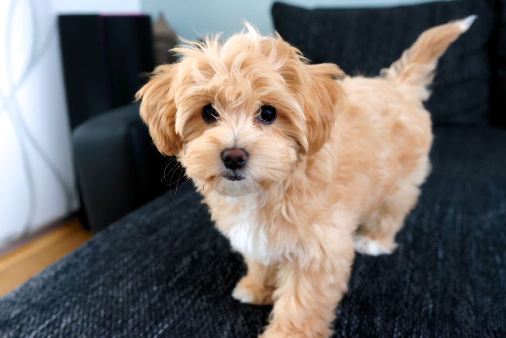 Maltipoo Allevamento Cani Regina